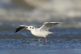Image. Black-headed Gull