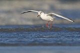 Image. Black-headed Gull