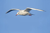 Image. Black-headed Gull
