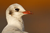 Image. Black-headed Gull