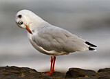 Image. Black-headed Gull