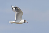 Image. Black-headed Gull