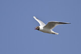 Image. Black-headed Gull