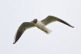 Image. Black-headed Gull