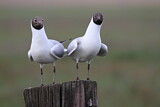 Image. Black-headed Gull