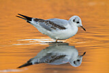 Image. Black-headed Gull