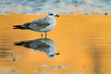 Image. Black-headed Gull