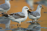 Image. Black-headed Gull