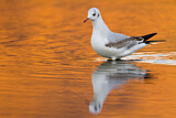 Image. Black-headed Gull