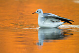 Image. Black-headed Gull
