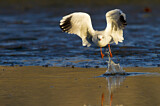 Image. Black-headed Gull