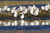 Image. Black-headed Gull