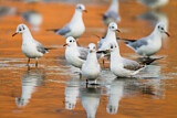Image. Black-headed Gull