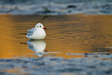 Image. Black-headed Gull