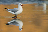 Image. Black-headed Gull