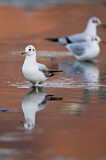 Image. Black-headed Gull