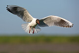 Image. Black-headed Gull