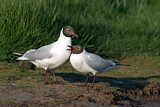 Image. Black-headed Gull