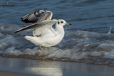 Image. Black-headed Gull