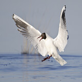 Image. Black-headed Gull