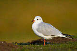 Image. Black-headed Gull