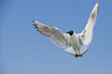 Image. Black-headed Gull