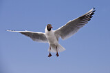 Image. Black-headed Gull