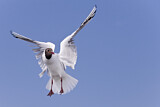 Image. Black-headed Gull