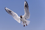 Image. Black-headed Gull