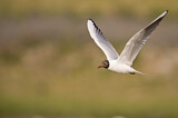 Image. Black-headed Gull