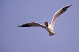 Image. Black-headed Gull