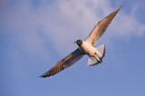 Image. Black-headed Gull