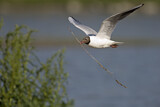 Image. Black-headed Gull