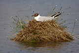 Image. Black-headed Gull