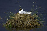 Image. Black-headed Gull