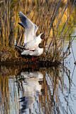 Image. Black-headed Gull