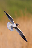 Image. Black-headed Gull
