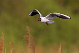 Image. Black-headed Gull