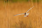 Image. Black-headed Gull