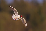 Image. Black-headed Gull
