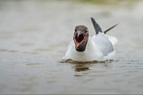 Image. Black-headed Gull