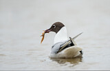 Image. Black-headed Gull