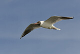 Image. Black-headed Gull