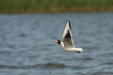 Image. Black-headed Gull