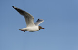 Image. Black-headed Gull