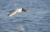 Image. Black-headed Gull