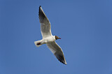 Image. Black-headed Gull