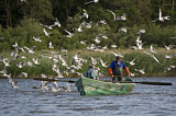 Image. Black-headed Gull