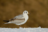 Image. Black-headed Gull