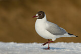Image. Black-headed Gull